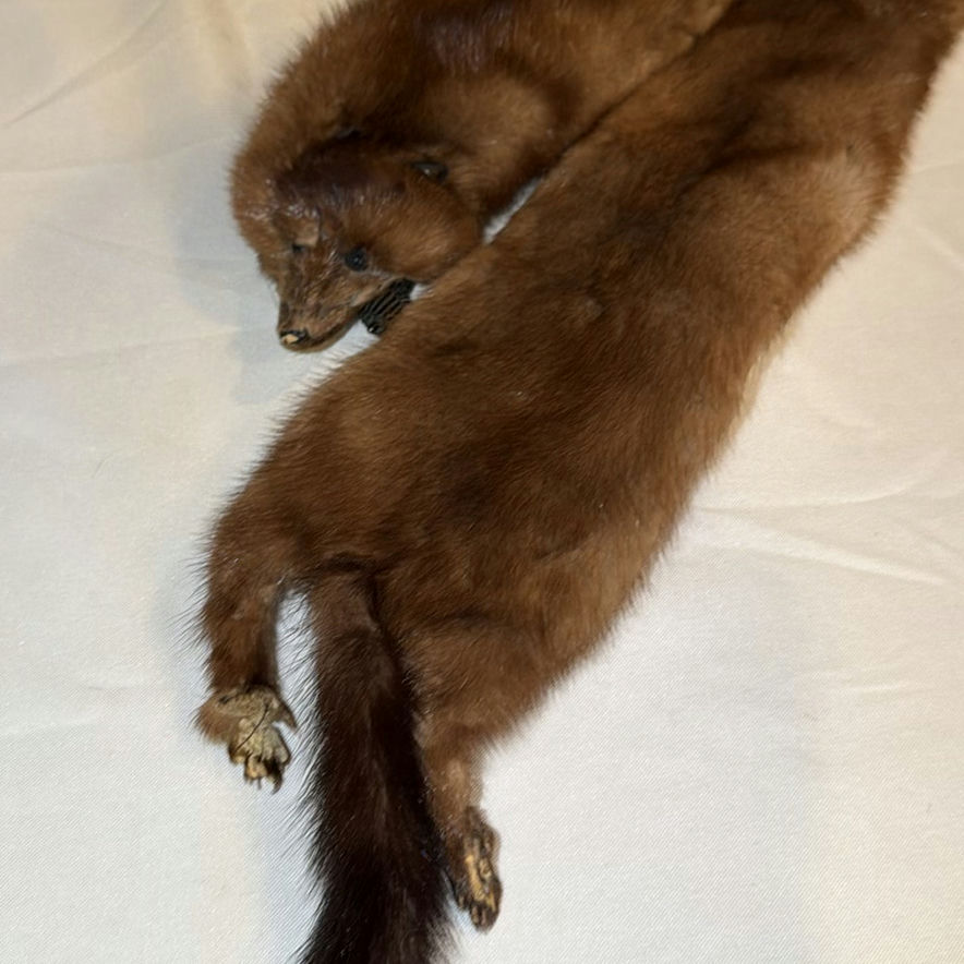 Mink Fur Stole - image 4 of 6