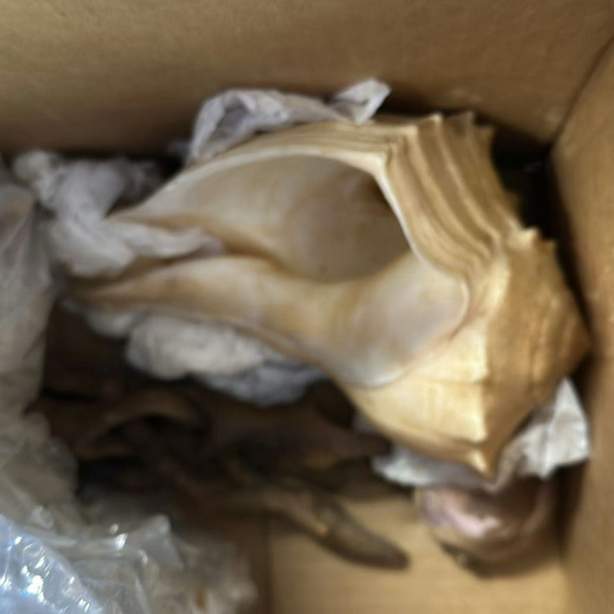 Shark Handheld Steam Cleaner and Decorative Seashells - image 4 of 4