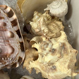 Assorted Holiday and Decorative Home Decor Items - thumbnail 6 of 15