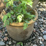 Decorative Outdoor Planters and Urns - thumbnail 2 of 7