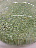 Vintage Vetri MURANO Barovier & Toso Glass Millefiori Art Glass Paperweight Green Yellow Micro Flowers - thumbnail 2 of 9