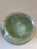 Vintage Vetri MURANO Barovier & Toso Glass Millefiori Art Glass Paperweight Green Yellow Micro Flowers - thumbnail 9 of 9