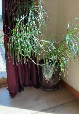 Tall Pony Tail Tree In Ceramic Pot - Image 1 of 5