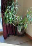 Tall Pony Tail Tree In Ceramic Pot - thumbnail 1 of 5