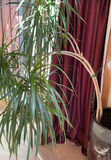 Tall Pony Tail Tree In Ceramic Pot - thumbnail 4 of 5