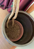 Tall Pony Tail Tree In Ceramic Pot - thumbnail 3 of 5