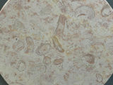 Italian Pink Round Marble Tabletop - thumbnail 5 of 6