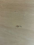 MCM 9 Drawer Dresser Made in Denmark - thumbnail 10 of 11
