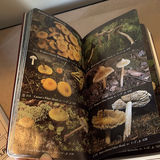 Collection Of Mushroom Guide Books - thumbnail 5 of 9
