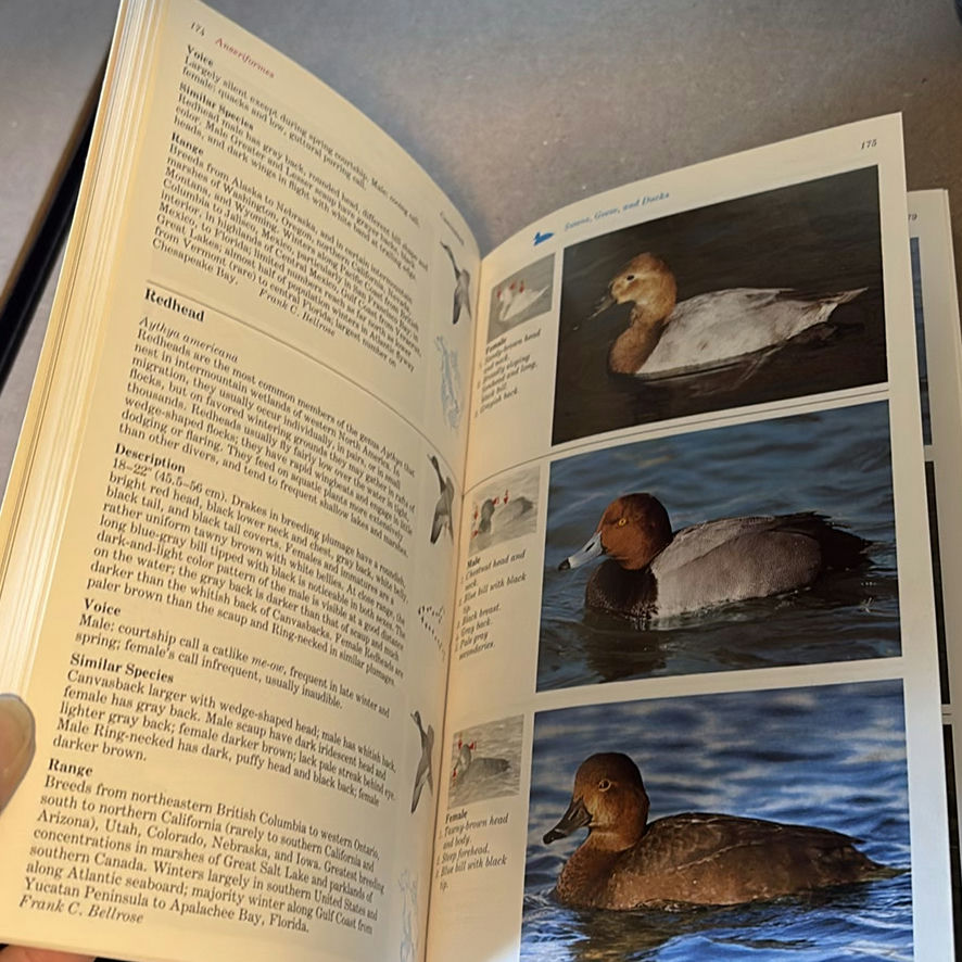 Birding Books with Binoculars - image 7 of 13