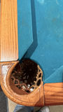 Brunswick Pool Table with Billiard Balls and Cue Sticks - thumbnail 2 of 6