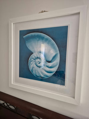 Framed blue nautilus shell print - Image 1 of 2