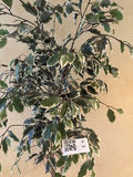 6.5’ Faux Tree - thumbnail 2 of 6