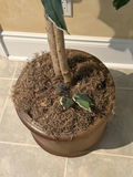 6.5’ Faux Tree - thumbnail 5 of 6