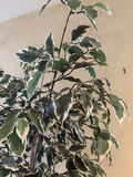 6.5’ Faux Tree - thumbnail 3 of 6
