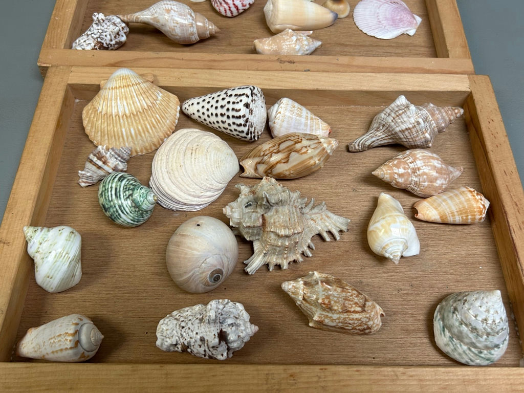 Assorted Seashells  - image 5 of 7