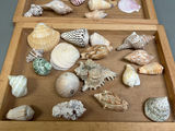 Assorted Seashells  - thumbnail 5 of 7