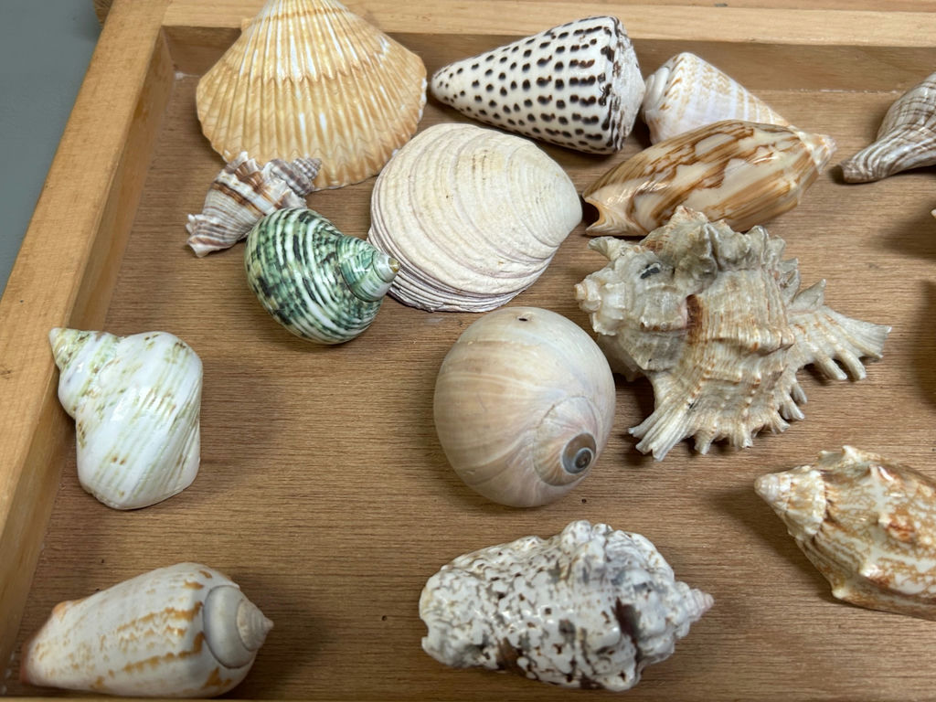 Assorted Seashells  - image 6 of 7