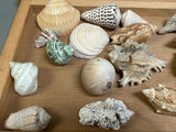Assorted Seashells  - thumbnail 6 of 7