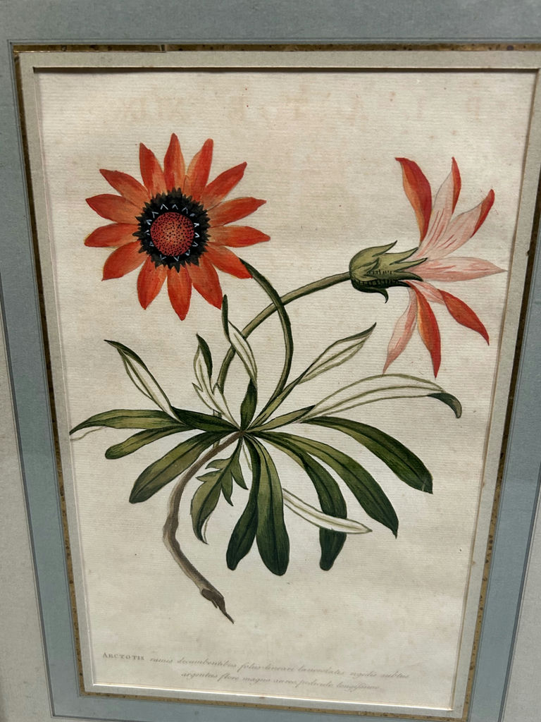 A Group of Three Floral Botanicals - image 7 of 8