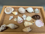 Assorted Seashells  - thumbnail 3 of 7