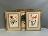 A Group of Three Floral Botanicals  - thumbnail 1 of 8