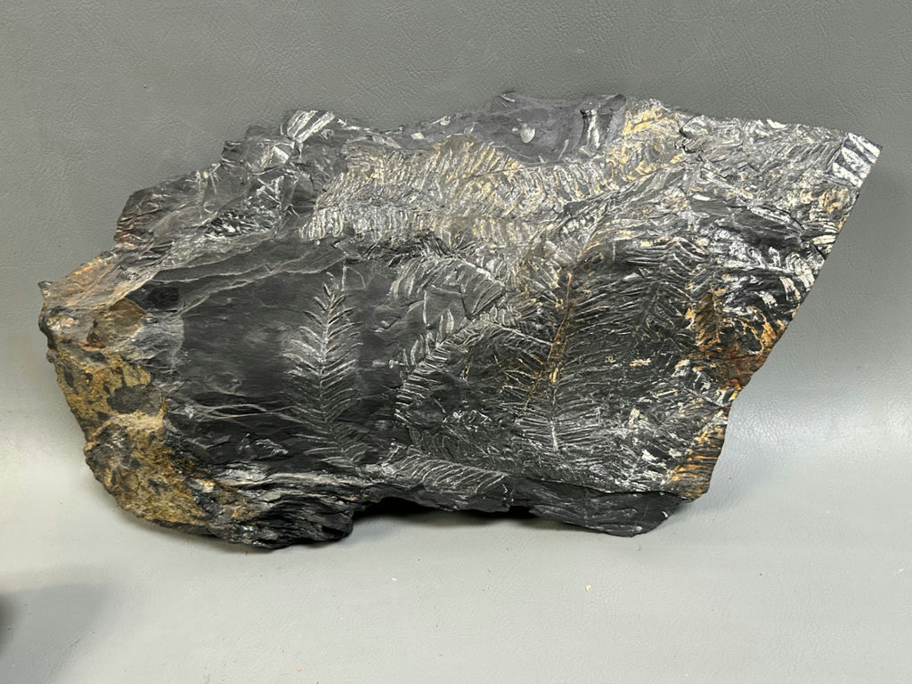Soapstone Carving and Fossils - image 6 of 8