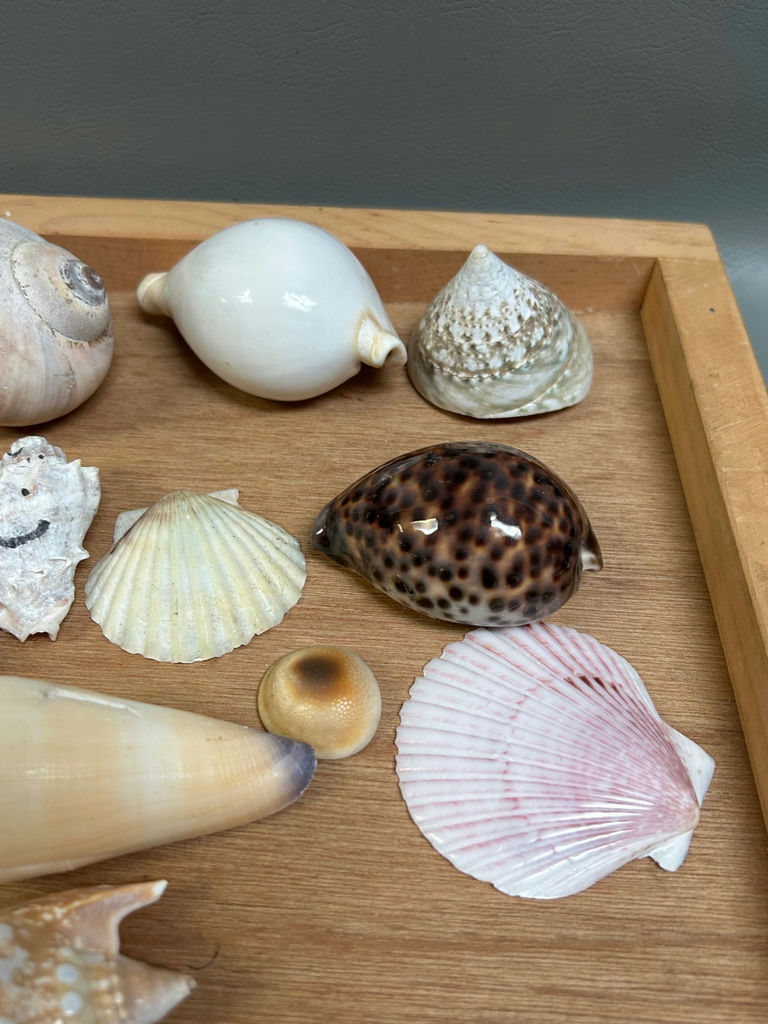 Assorted Seashells  - image 7 of 7
