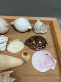 Assorted Seashells  - thumbnail 7 of 7
