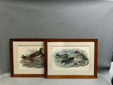 Bird Lithographs  - thumbnail 1 of 5