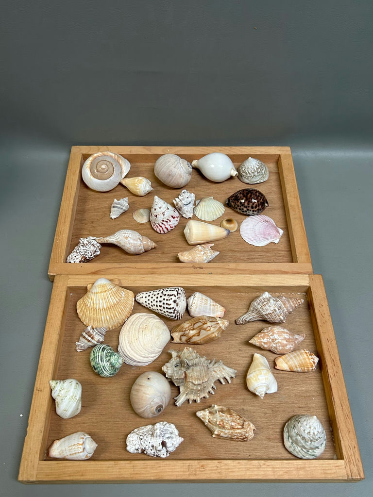 Assorted Seashells  - image 1 of 7