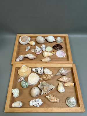 Assorted Seashells - Image 1 of 7