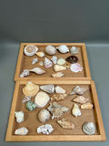 Assorted Seashells  - thumbnail 1 of 7