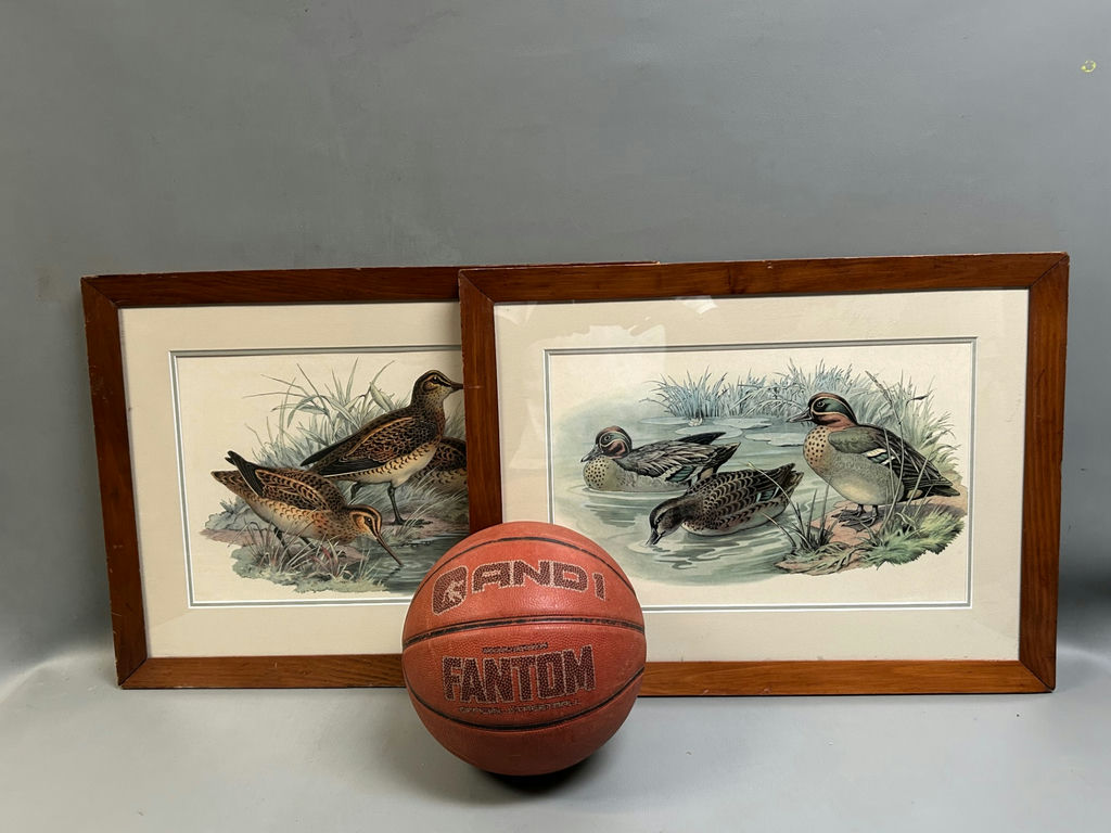 Bird Lithographs  - image 2 of 5