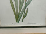 Botanical Iris Lithograph - thumbnail 3 of 5