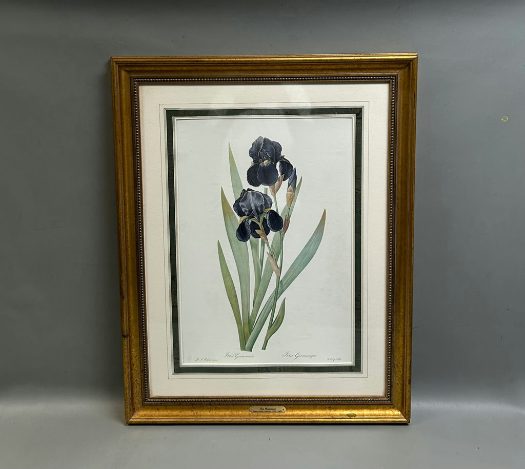 Botanical Iris Lithograph - image 1 of 5