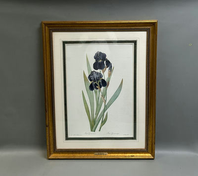 Botanical Iris Lithograph  - Image 1 of 5