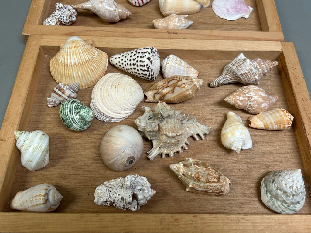 Assorted Seashells - image 4 of 7