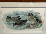Bird Lithographs - thumbnail 4 of 5