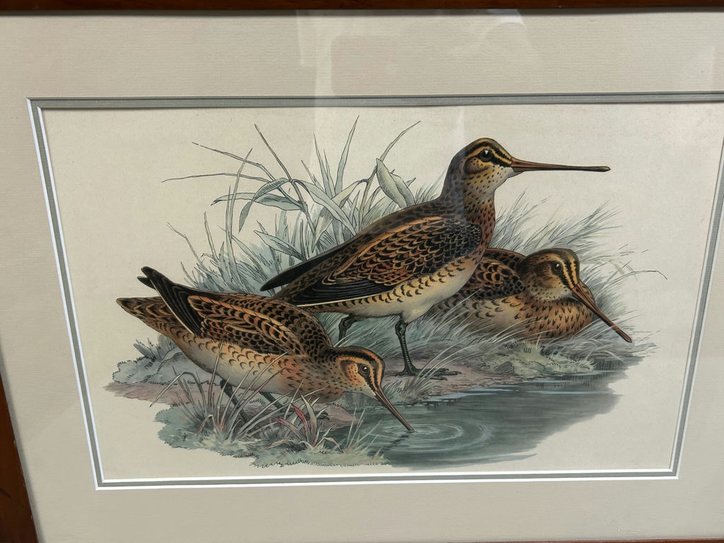 Bird Lithographs - image 3 of 5