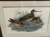 Bird Lithographs - thumbnail 3 of 5