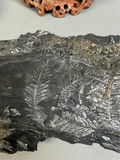 Soapstone Carving and Fossils - thumbnail 4 of 8