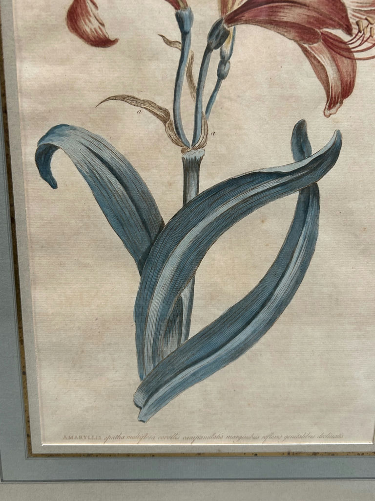 A Group of Three Floral Botanicals  - image 4 of 8