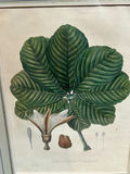 A Group of Three Floral Botanicals  - thumbnail 5 of 8