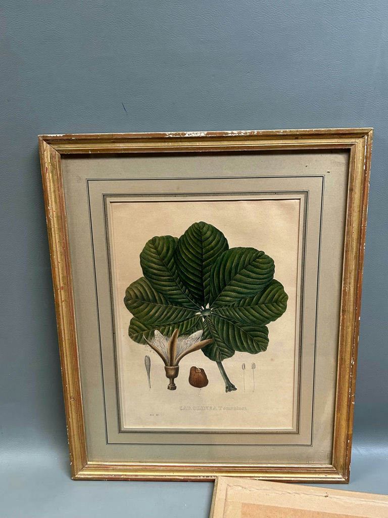 A Group of Three Floral Botanicals - image 6 of 8