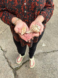 Assorted Seashells - thumbnail 2 of 7
