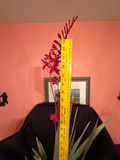 Artificial Crocosmia plant - thumbnail 2 of 4