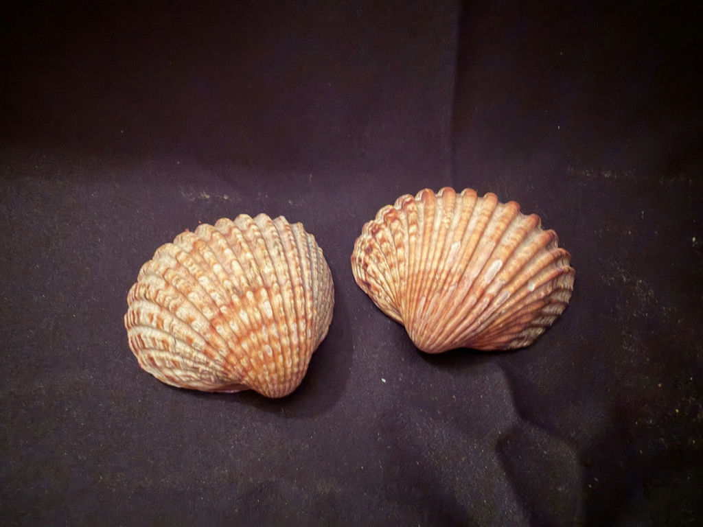 Seashells - image 1 of 2