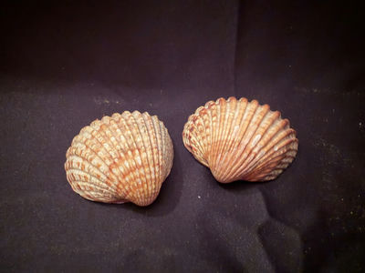 Seashells - Image 1 of 2