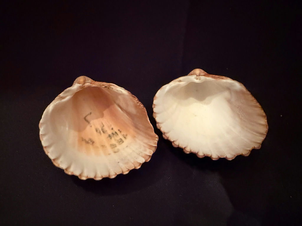 Seashells - image 2 of 2